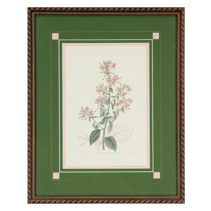 frame botanical of Plate 40 by G. Barclay after Miss Drake